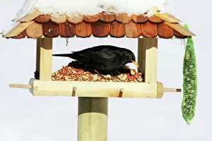 Blackbird male feeding bird table winter
