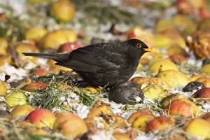 Blackbird - male feeding on fallen apples, in winter, Lower Saxony, Germany
