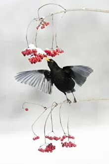 Blackbird - male feeding on Guelder Rose berries in winter