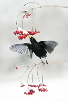 Blackbird - male feeding on Guelder Rose berries in winter, Lower Saxony, Germany