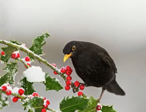 Garden Bird Collection: Blackbird - male feeding on Holly berries - West Wales UK 11920