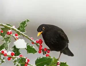 Wales Prints: Blackbird - male feeding on Holly berries - West Wales UK 11920