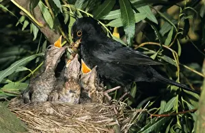 Father Prints: Blackbird - Male feeding offspring at nest