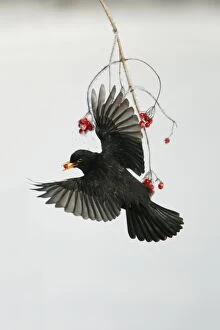 Images Dated 6th January 2009: Blackbird - Male in flight feeding on Guelder Rose berries in winter, Lower Saxony, Germany