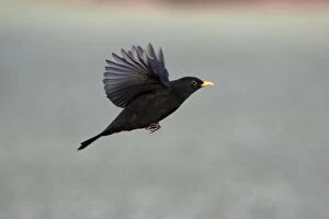 Images Dated 29th December 2008: Blackbird - male in flight, Lower Saxony, Germany
