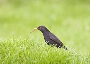 Blackbird - male on lawn with worm