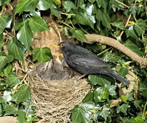 Euroepan Prints: Blackbird - male at nest with young West Sussex, UK