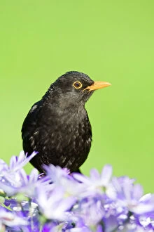 East Anglia Collection: Blackbird - male - Norfolk UK