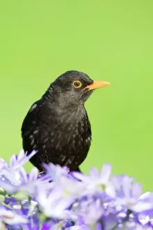Blackbird - male - Norfolk UK