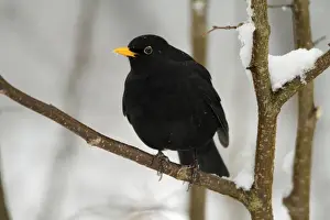 Blackbirds Prints: Blackbird - male perched on branch in winter - Hessen - Germany