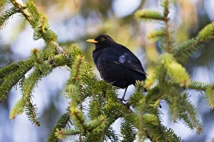 Blackbird - male perched in fir tree, with several white feathers, North Hessen, Germany Date: 11-Feb-19