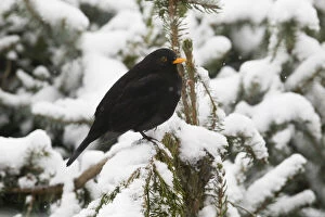 Blackbird - male perched in snow covered fir tree, surrounded by snow, North Hessen, Germany Date: 11-Feb-19