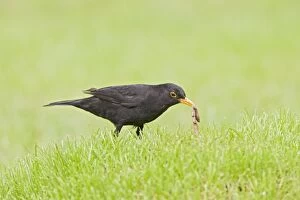 Earthworms Gallery: Blackbird - male pulling worm