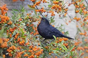 Blackbird - male - in pyracantha bush - winter