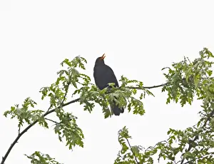 Blackbird - male singing Bedfordshire UK 005592