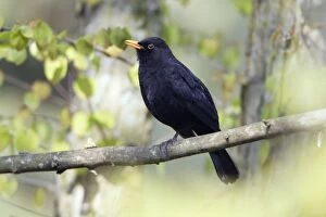 Blackbird - male singing from branch in spring