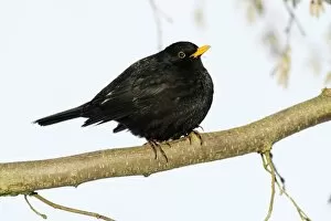 Images Dated 9th January 2009: Blackbird - male sitting on branch in winter