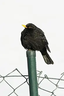 Post Prints: Blackbird - male sitting on garden fence post in winter, Lower Saxony, Germany