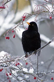 Frost Collection: Blackbird - Male sitting in hawthorn bush in winter, feeding on berries