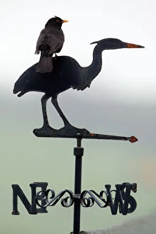 Silhouette Collection: Blackbird - Male sitting on 'Heron' weather-vane Northumberland, England