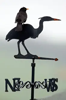 Silhouettes Prints: Blackbird - Male sitting on Heron weather-vane Northumberland, England
