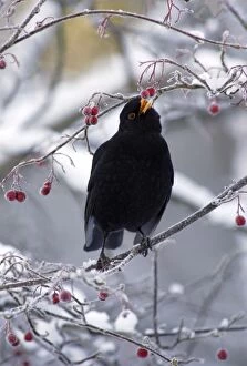 Blackbird - Male, sitting in snow covered hawthorn tree eating berries