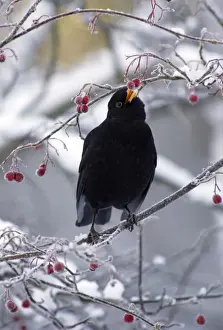 Hawthorn Prints: Blackbird - Male, sitting in snow covered hawthorn tree eating berries Winter