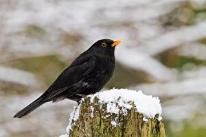 Blackbird - male on snowy post