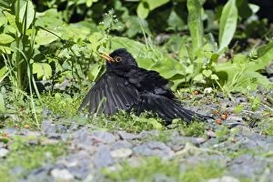 Images Dated 7th July 2012: Blackbird - male sunbathing in garden