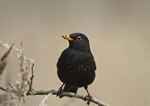 Images Dated 13th March 2010: Blackbird - male on twig - Norfolk UK 9301