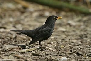 Images Dated 13th September 2003: Blackbird Male Western Springs, Auckland, New Zealand