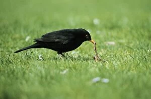 BLACKBIRD - male with worm