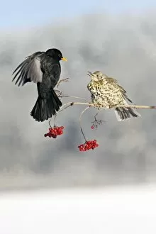 Images Dated 9th January 2009: Blackbird - With Mistle Thrush (Turdus viscivorus) fighting over Guelder Rose Berries, winter