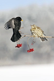 Blackbird - With Mistle Thrush (Turdus viscivorus) fighting over Guelder Rose Berries, winter Blackbird - With Mistle Thrush (Turdus viscivorus) fighting over Guelder Rose Berries, winter