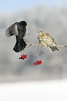 Thrushes Prints: Blackbird - With Mistle Thrush (Turdus viscivorus) fighting over Guelder Rose Berries