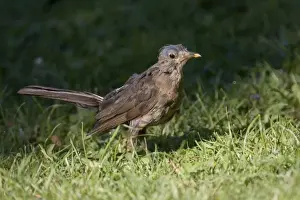 Moulting Prints: Blackbird moulting
