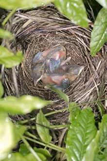 Images Dated 4th July 2012: Blackbird - nest in Wisteria with young, (chicks 1-2 weeks old) summer