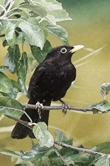 Blackbird - Perched on branch