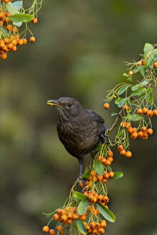 Blackbird - on Pyracantha - Cornwall - UK