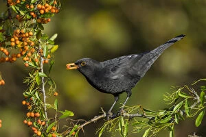 Blackbird Gallery: Blackbird - on Pyracantha Eating Berries - Cornwall - UK