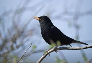 Blackbird - singing