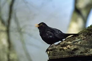 Images Dated 22nd November 2010: Blackbird - singing