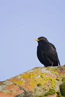 Blackbird - Sitting on song perch - Norfolk UK