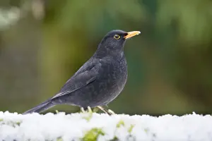 Blackbird in snow