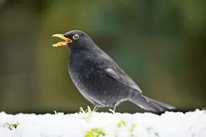 Beak Open Collection: Blackbird in snow with beak open