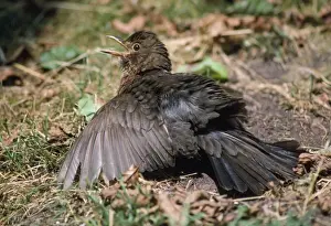 Blackbird - sun bathing