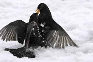 Blackbirds - two fighting