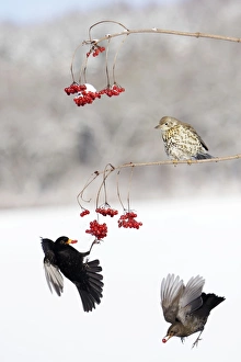 Blackbirds - and Mistle Thrush (Turdus viscivorus) Guelder Rose Berries Blackbirds - and Mistle Thrush (Turdus viscivorus) Guelder Rose Berries