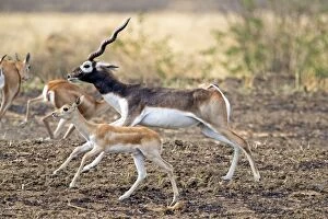 Antilope Gallery: Blackbuck