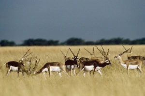 Images Dated 18th August 2009: Blackbuck - bachelor herd Velavadar Blackbuck National Park, Gujarat, India